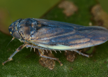 Seerosenzirpe (Erotettix cyane) - © Gernot Kunz